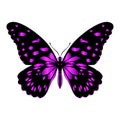 Beautiful exotic butterfly of motley purple-black color. Vector  illustration on a white background. Royalty Free Stock Photo